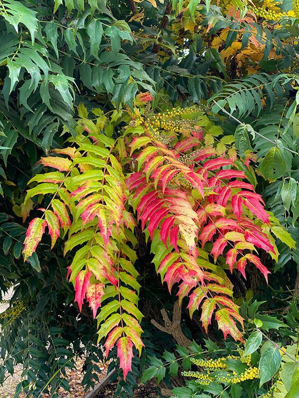 Mahonia - Whilst Out and About ...