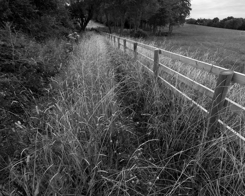 Day 38 - Grasses and New Fence - On Bredon Hill - 2016
