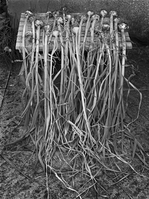 2474 - Garlic Bulbs 1 - Trees & Plants