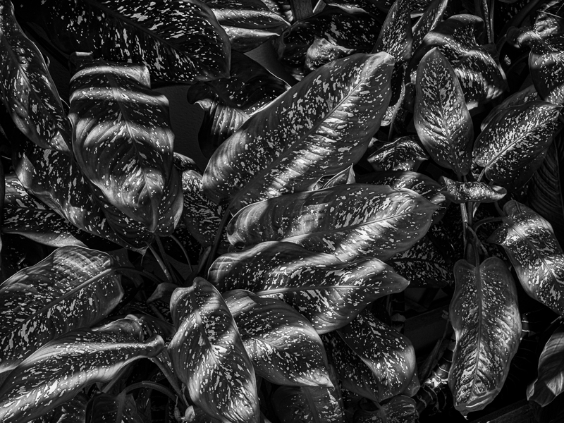 La Gomera-27 - La Gomera - Tropical Garden - July 2019