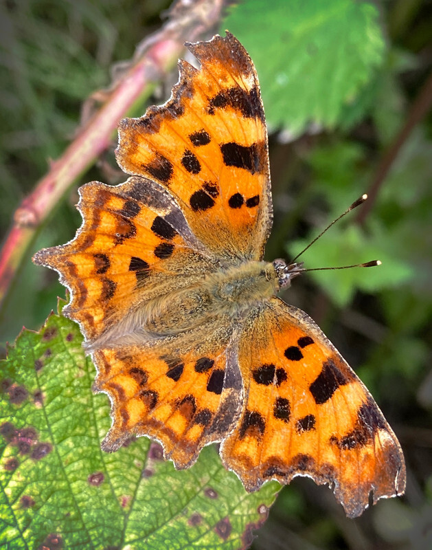 Comma - Whilst Out and About ...