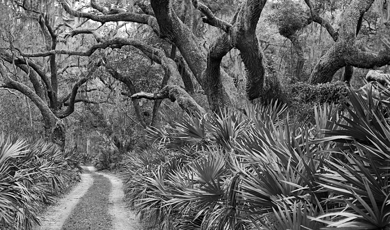 1600 - Palms  Oaks 1 - USA - 2007 - South Carolina & Georgia