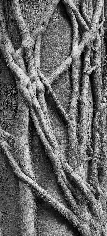 2187 - Ivy on Beech - The Cotswold Way - 2009