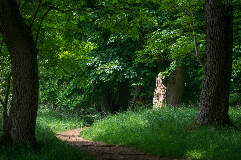 Day 27 - Welcome Shade - On Bredon Hill - 2016