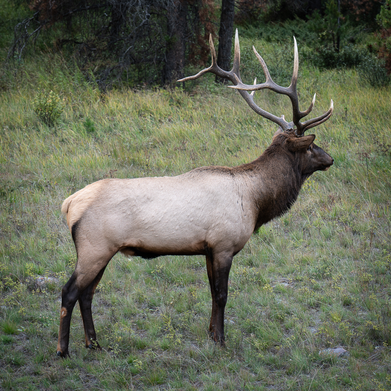 Mr Elk - Banff & Jasper NPs - September 2018