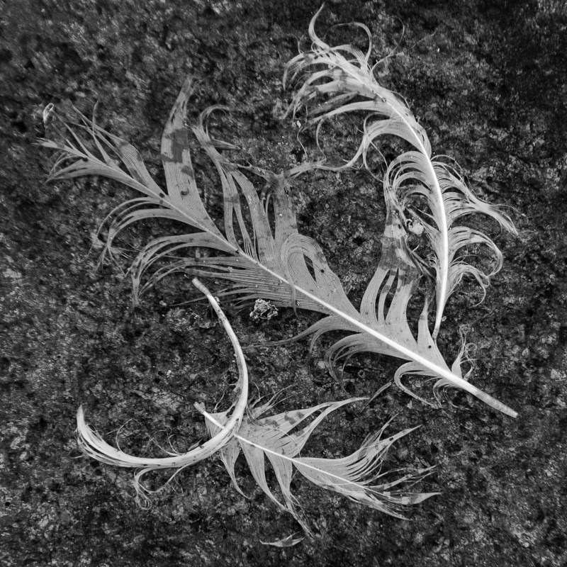 Shore Gull Feathers - USA - 2013 - New England