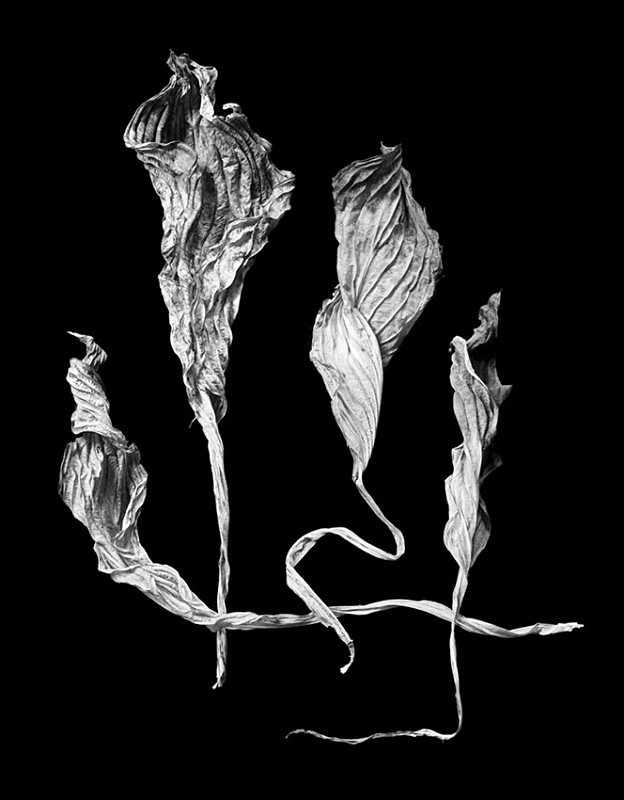 1187 - Four Dried Hosta Leaves 2 - Trees & Plants