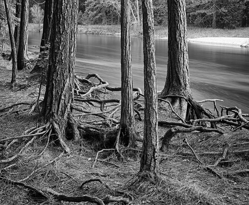 1683 - Tangled Merced Roots- - USA - 2008 - Yosemite & the West Coast