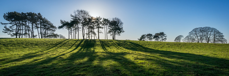 Day 52 - Scots Pines - On Bredon Hill - 2016
