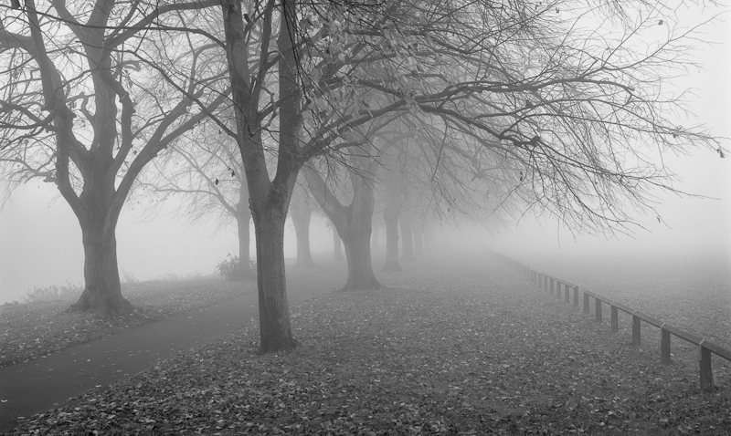 2430 - Avenue in Fog - Trees & Plants