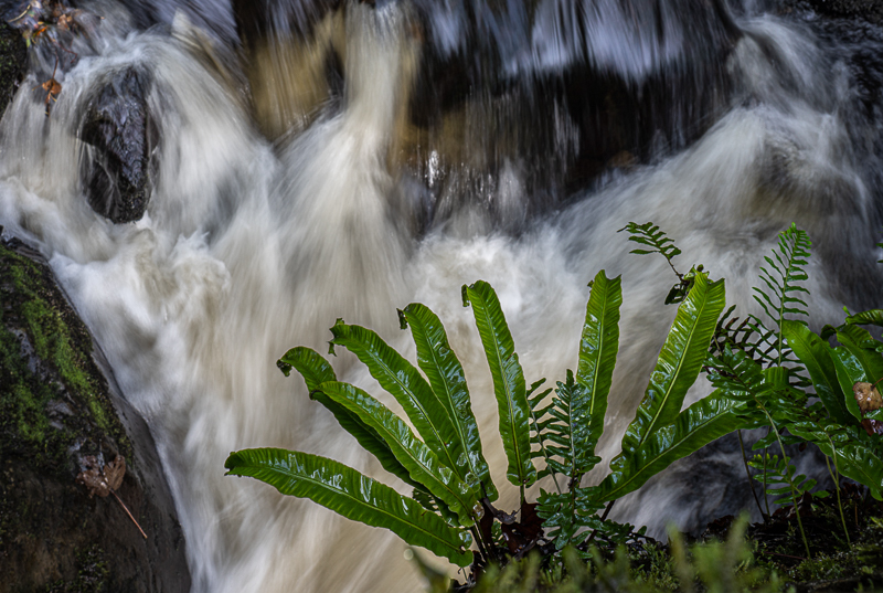 Harts Tongue Ferns - Lake District - October 2019