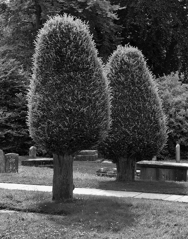 2180 - Painswick - Hairy Yew Pair - The Cotswold Way - 2009