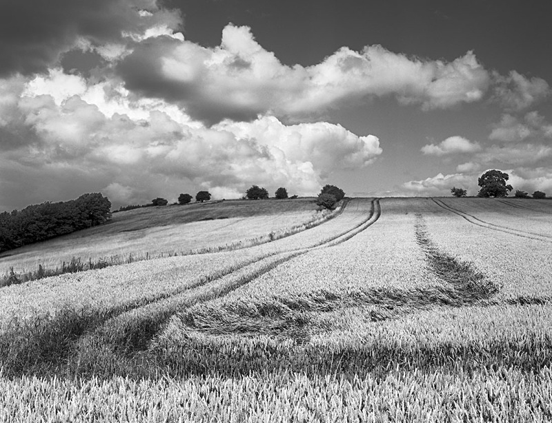 2168 - Wistley Hill Wheatfield - The Cotswold Way - 2009