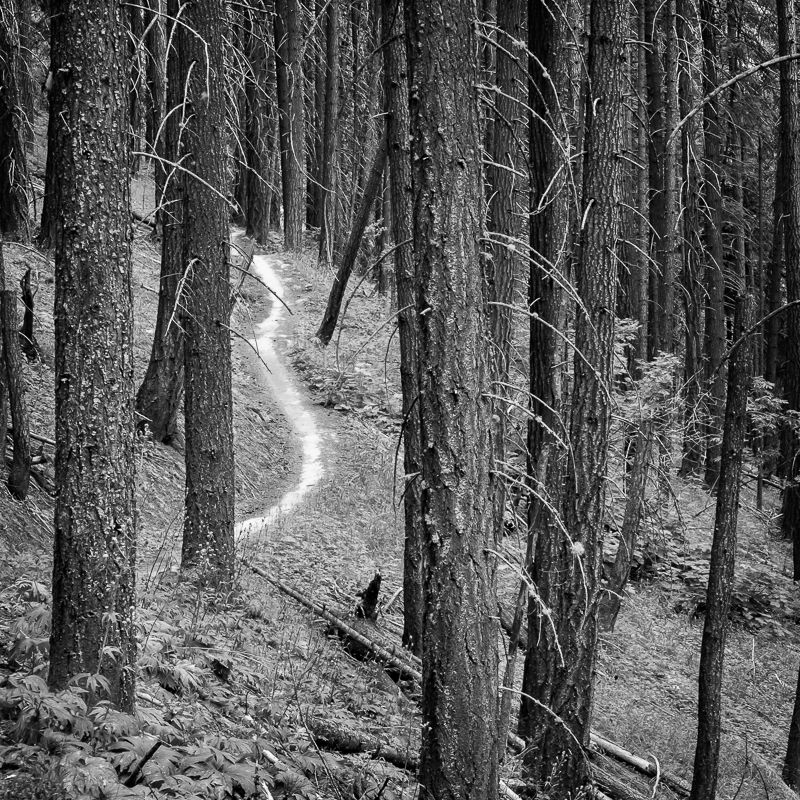 Pine Path - USA - 2016 - Wyoming and Washington
