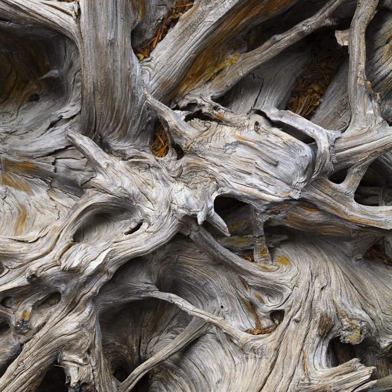 Bleached Tree Root - USA - 2011 - Arizona, New Mexico, Colorado, Utah