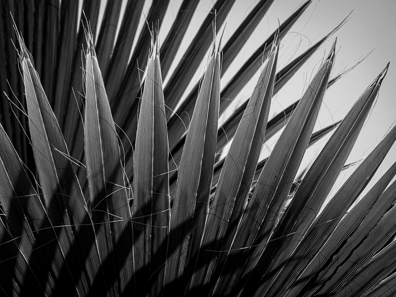 La Gomera-15 - La Gomera - Tropical Garden - July 2019
