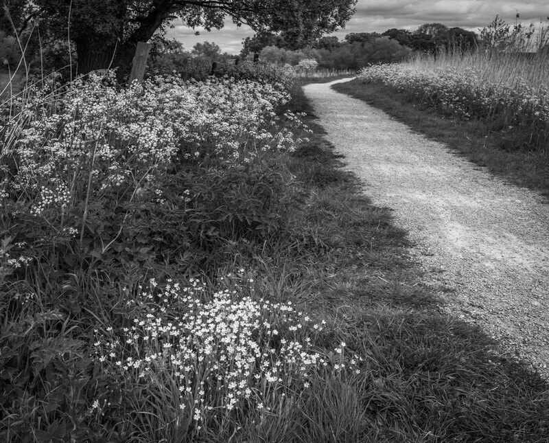 Stitchwort & Cow Parsley - Droitwich & Worcester Canals & River Severn