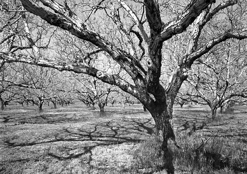 1812 - Walnut Trees 2 - USA - 2008 - Yosemite & the West Coast