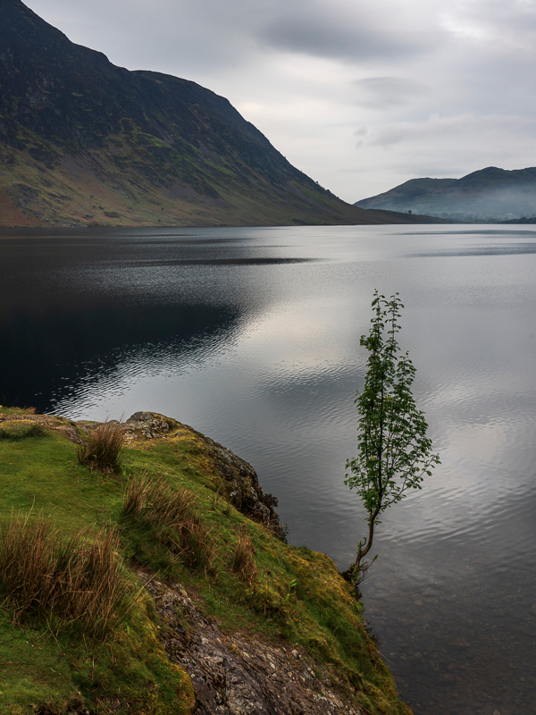 Crummock Water Tree - Lake District - Prior to mid 2019