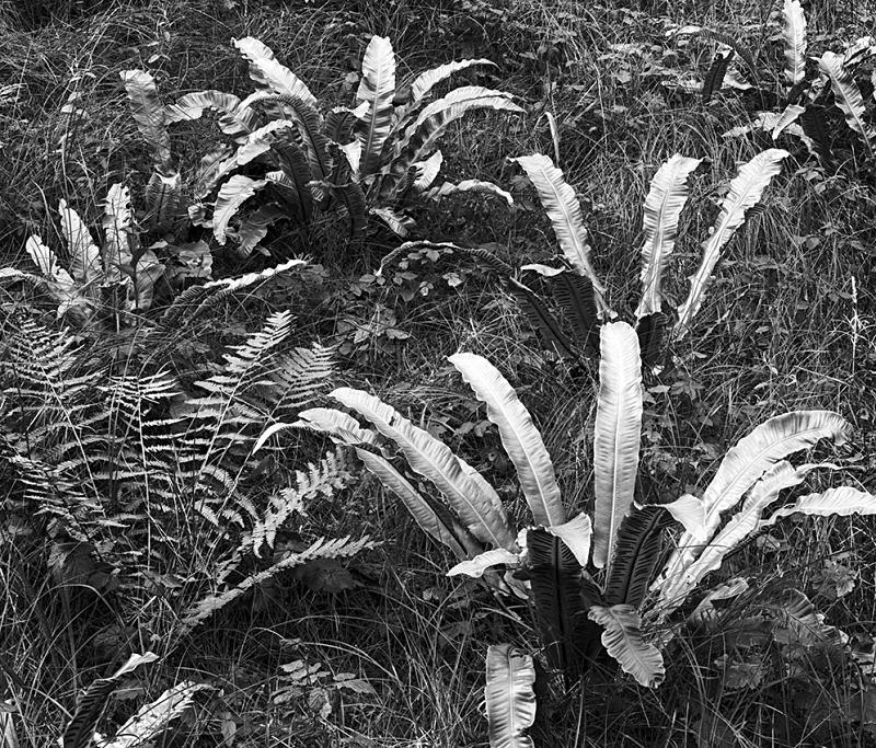 0596 - Birds Nest Ferns - Images from Wales