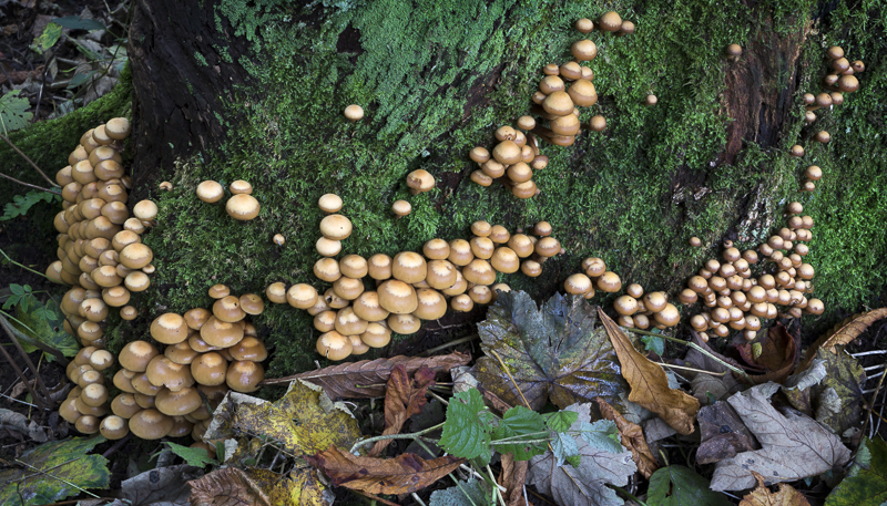 Mini-Fungi - Lake District - Prior to mid 2019