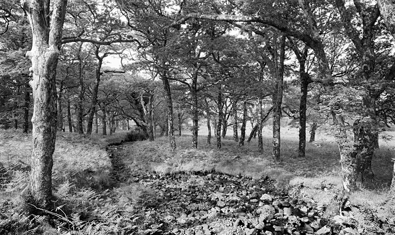 1225 - Erriff River Woodland - Images from Ireland