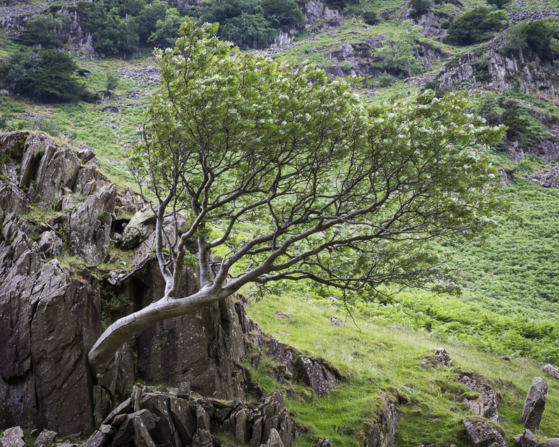 Lone Tree - Lake District - Prior to mid 2019