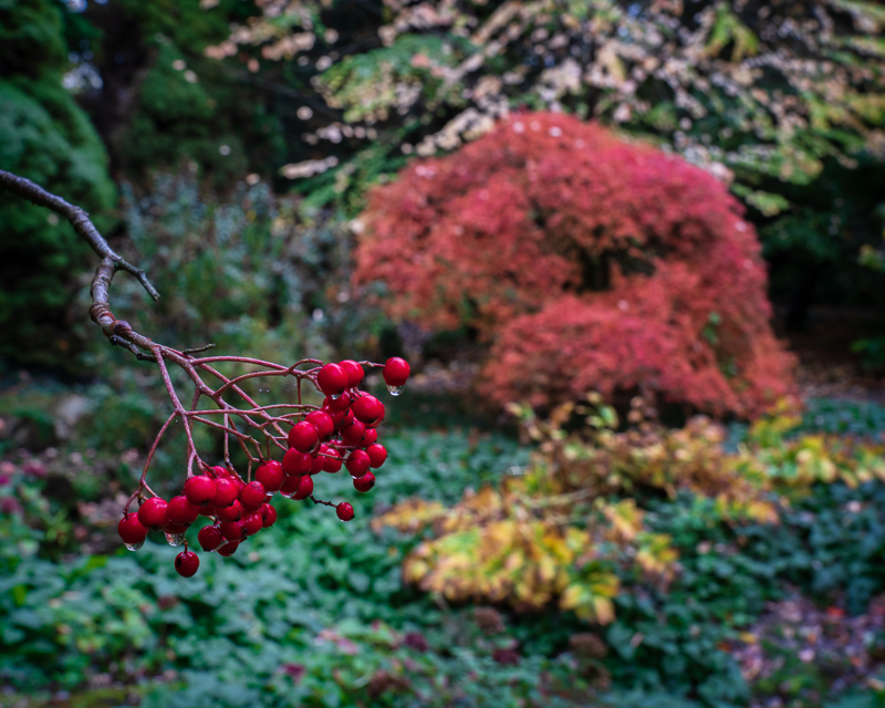 Batsford - 05 - Batsford Arboretum - October 2018