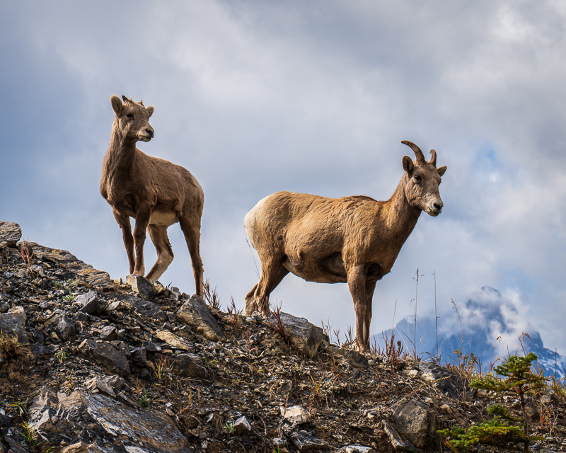 Mountain Sheep - Banff & Jasper NPs - September 2018