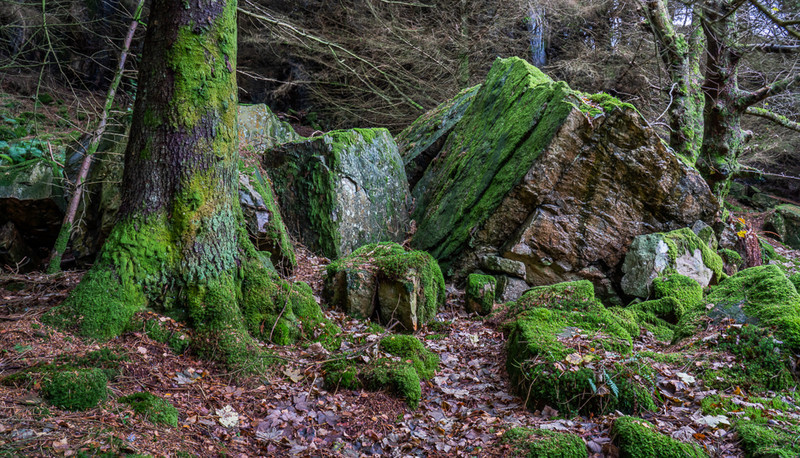 Moss - Lake District - Prior to mid 2019