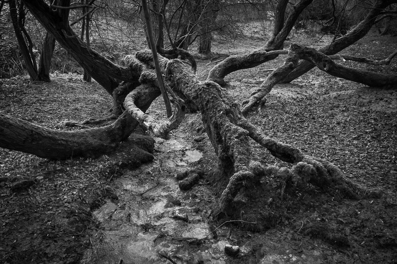 Day 11 - Got Knotted - On Bredon Hill - 2016
