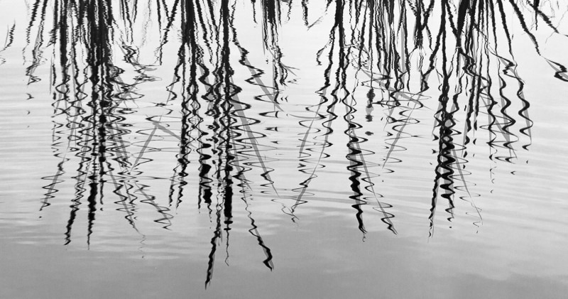 Ripple Reeds - Images from England