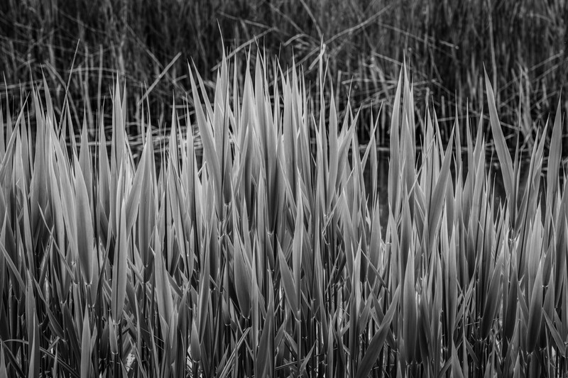 Fresh Phragmites - 1 - Droitwich & Worcester Canals & River Severn
