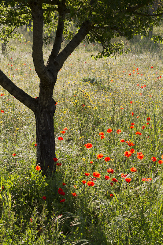 Poppies - Puglia - April 2012
