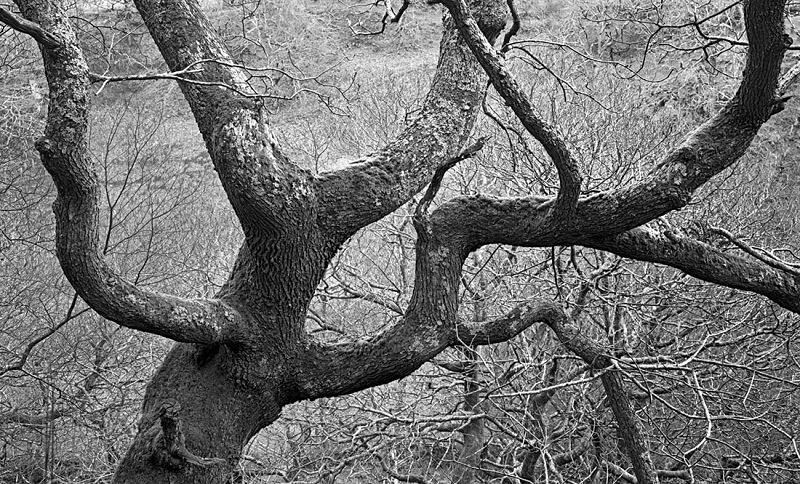 1995 - Sessile Oak - Images from Wales