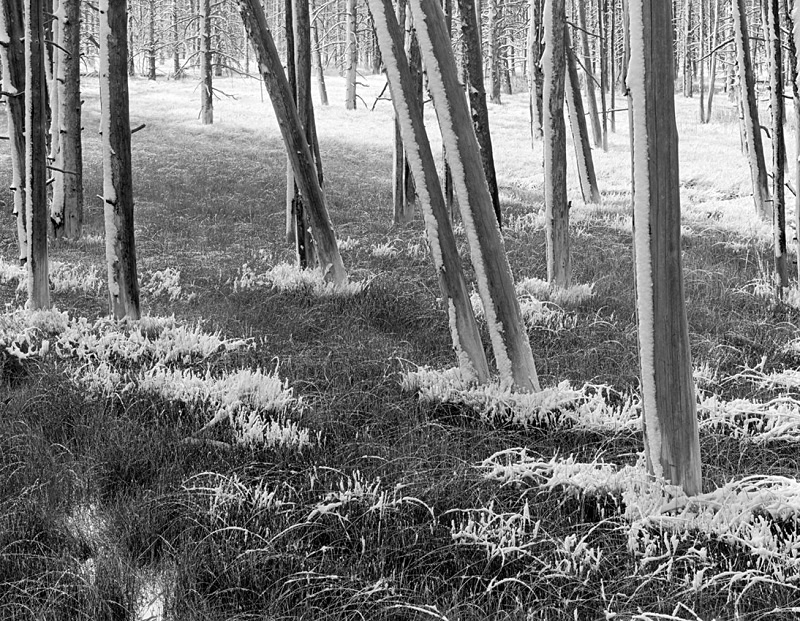 1126 - Waterlogged Lodgepole Pines in Snow 1 - USA - 2005 - Yellowstone NP & the Tetons