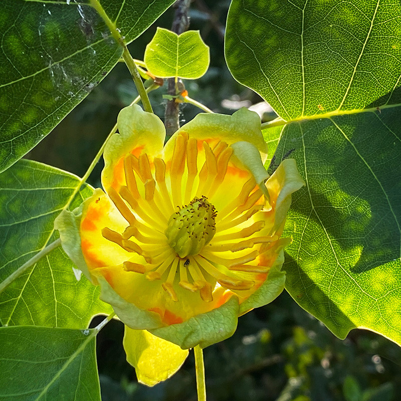 Tulip Tree Flower - Whilst Out and About ...