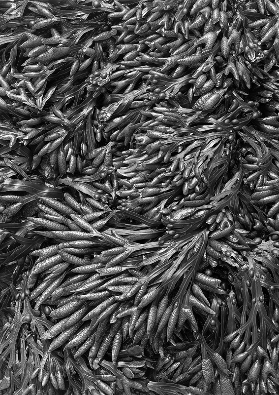 2281 - Bladderwrack - Glamorgan Coast