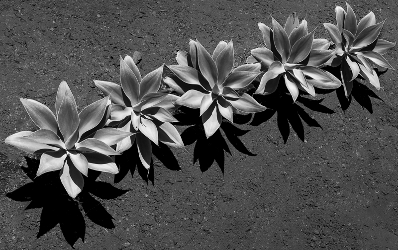 La Gomera-11 - La Gomera - Tropical Garden - July 2019