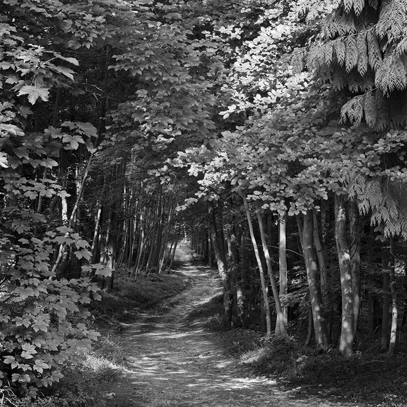 2176 - The Way - Through Witcombe Wood - The Cotswold Way - 2009