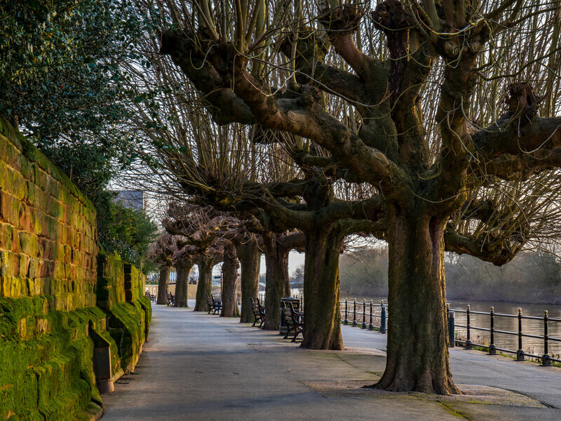 Pollarded - Droitwich & Worcester Canals & River Severn