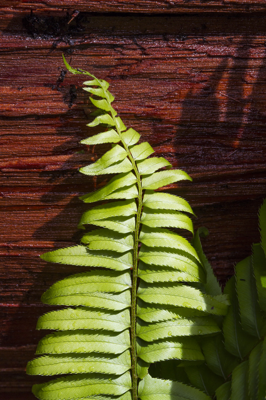 Redwood Fern - USA - 2014 - California, Oregon, Washington
