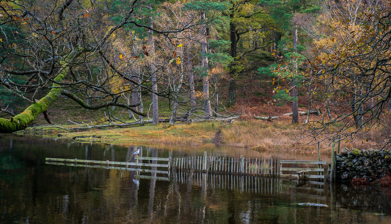 Sunken Fence - Lake District - Prior to mid 2019