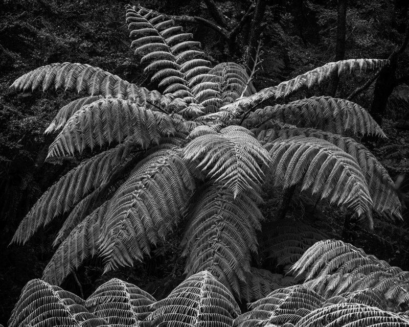 Tree Ferns - New Zealand’s South Island - 2018