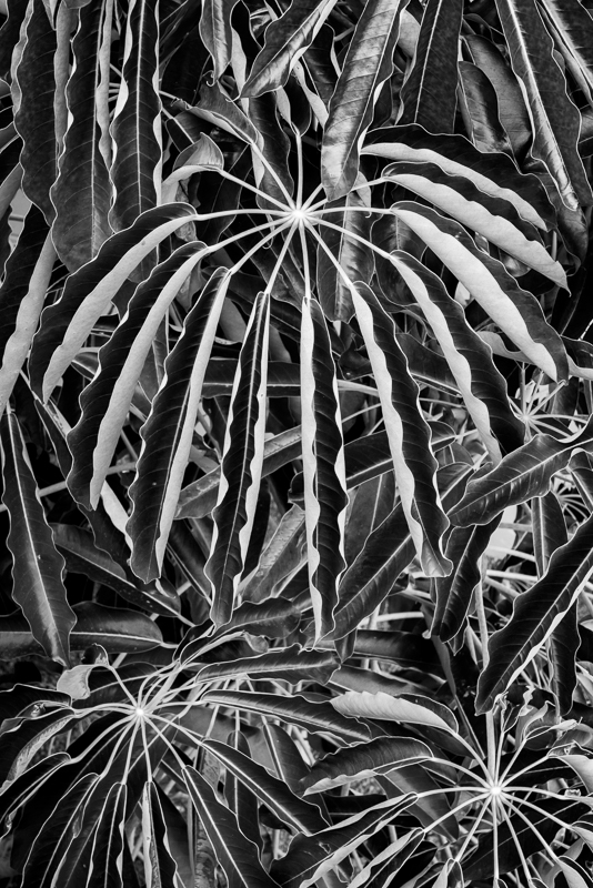 La Gomera-10 - La Gomera - Tropical Garden - July 2019