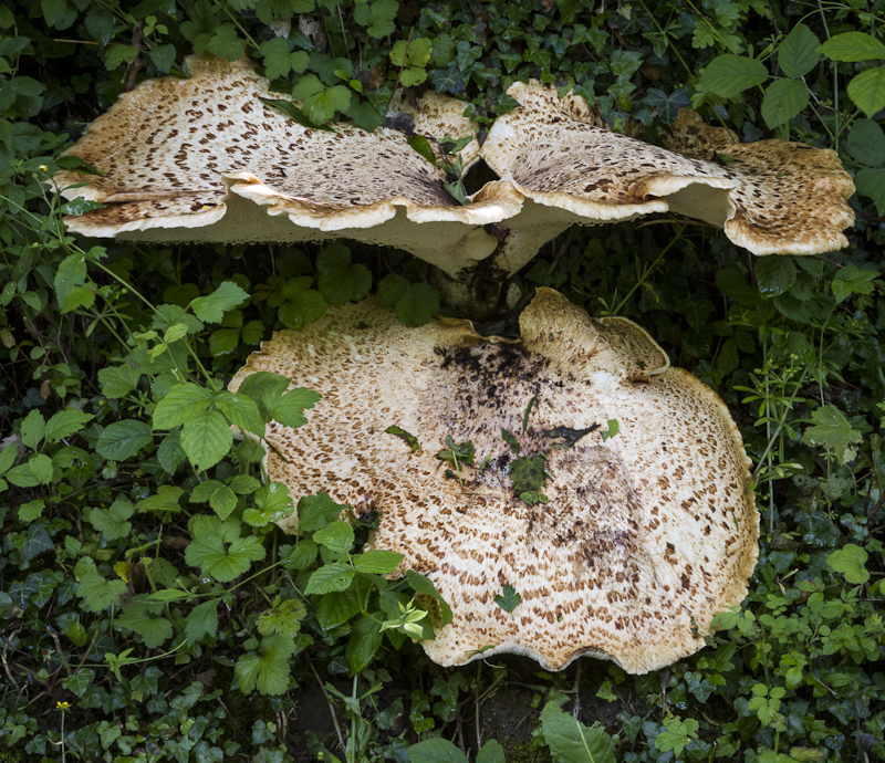 Bracket Fungus 1 - Worcester Birmingham Canal