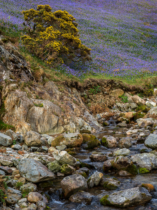 Rannadale Bluebells - Lake District - Prior to mid 2019