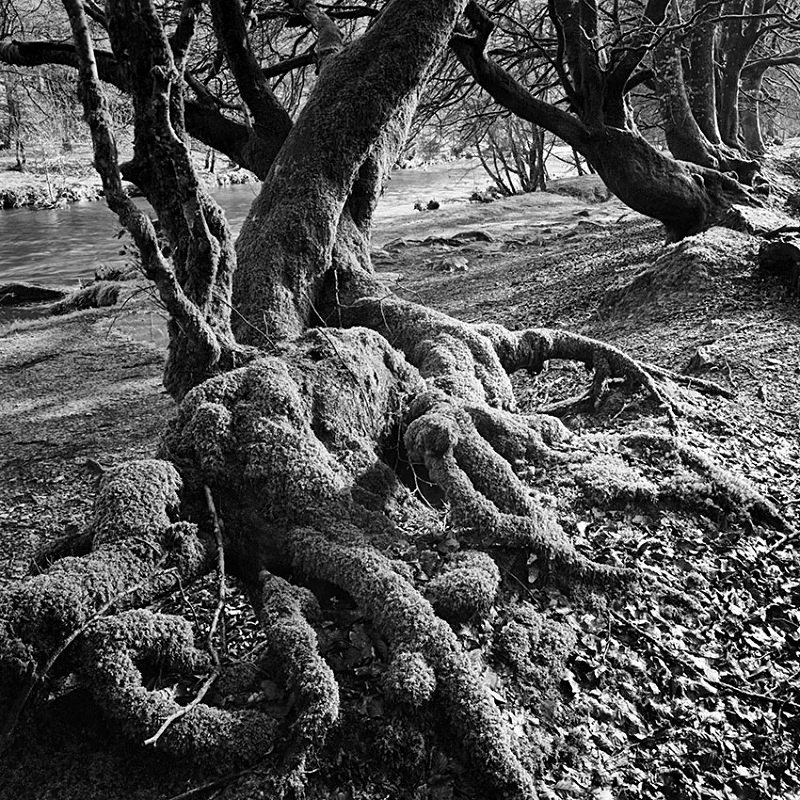 0788 - Exmoor Roots - Trees & Plants