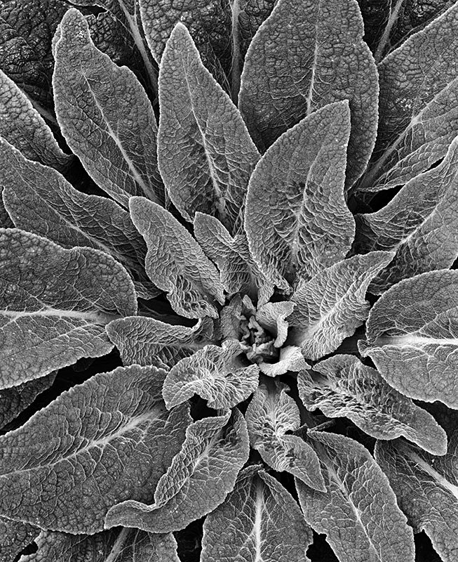 2211 - Next Years Foxglove - Trees & Plants