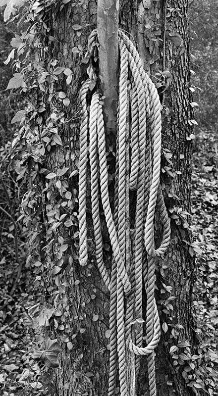 1643 - Engulfed Rope - USA - 2007 - South Carolina & Georgia